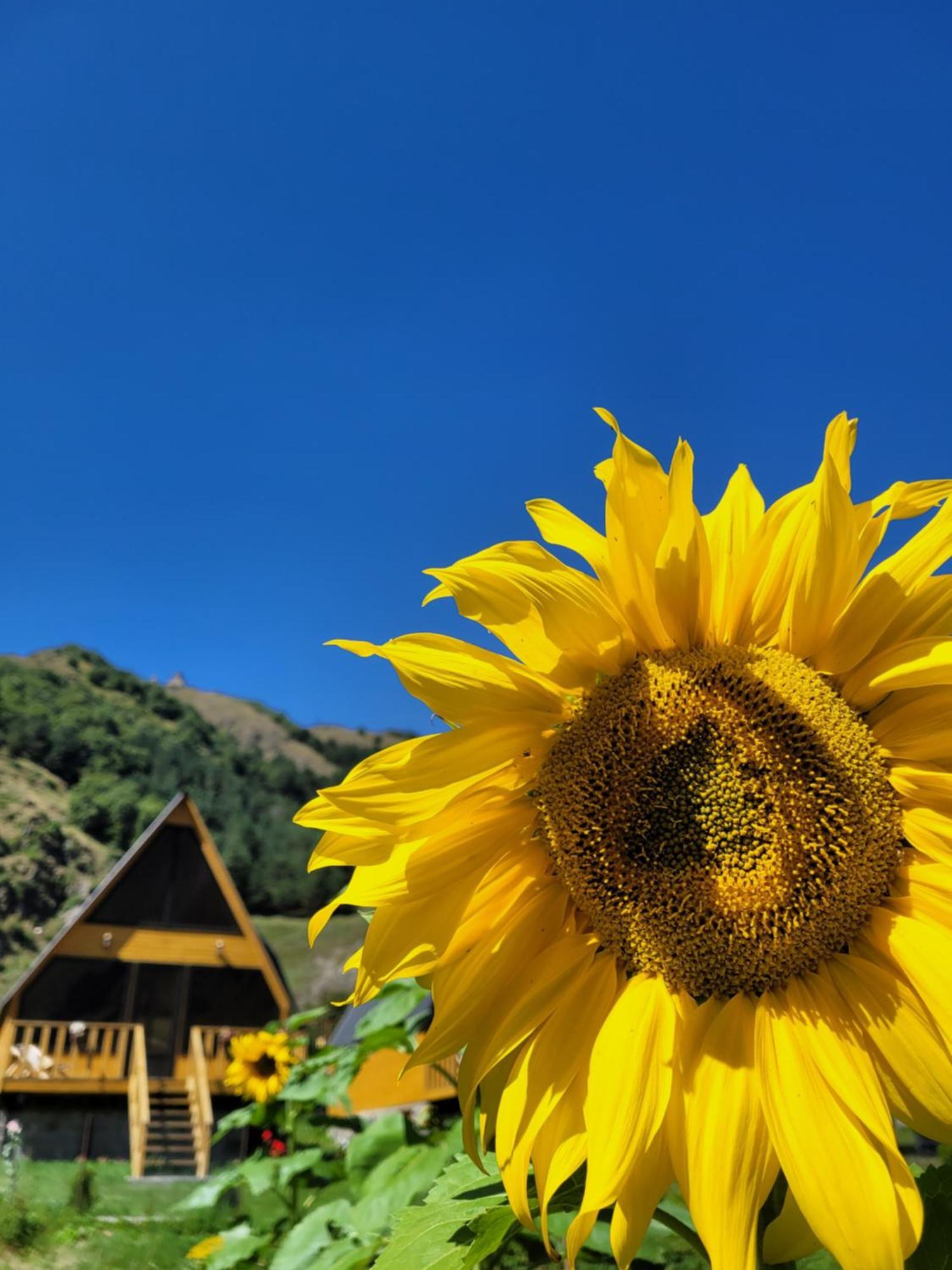 Pine Chalet Kazbegi Dış mekan fotoğraf